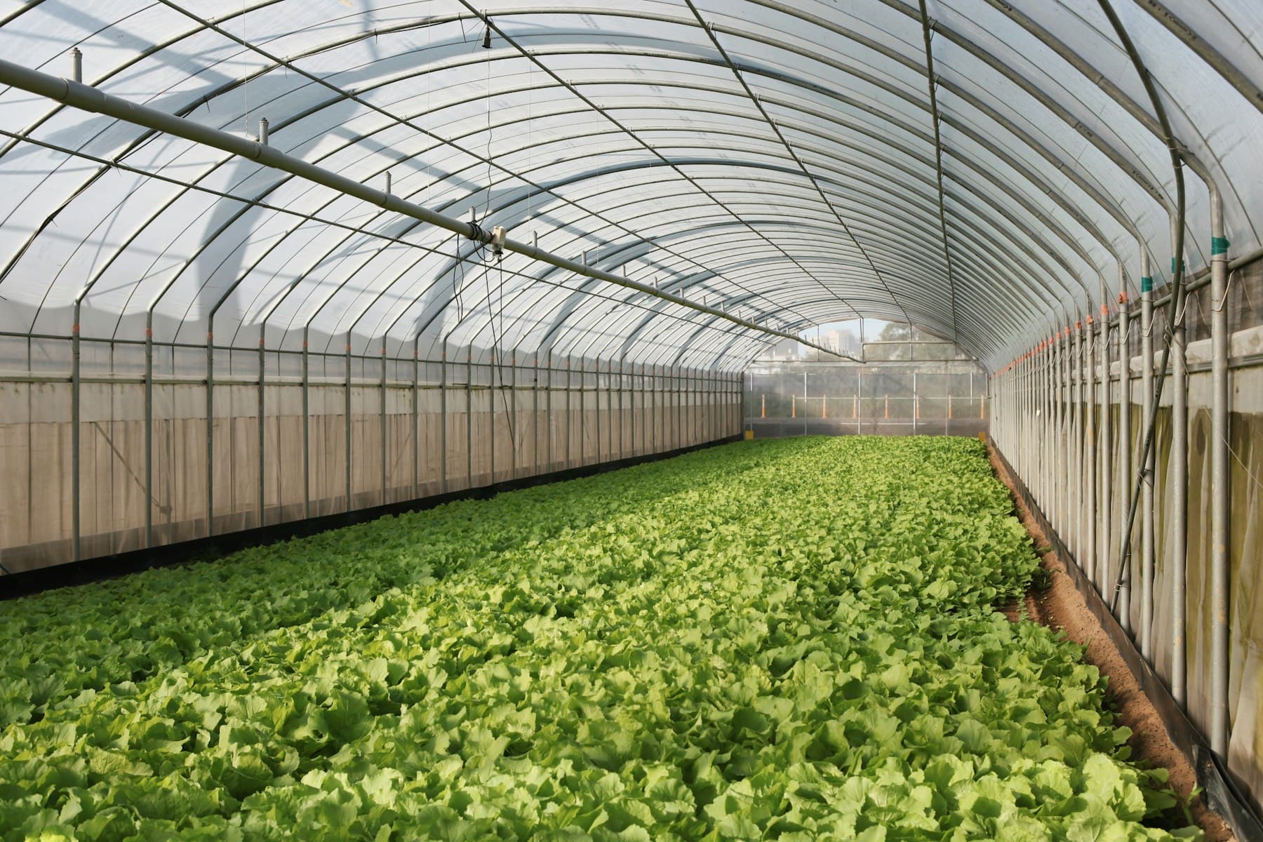 Rows of leafy greens growing under grow lights in a hydroponic greenhouse.